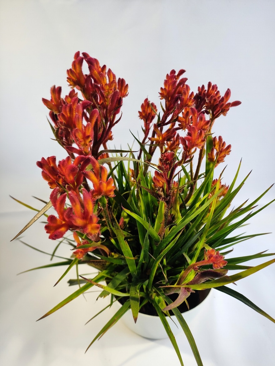 Ανιγόζανθος - Anigozanthos spp.