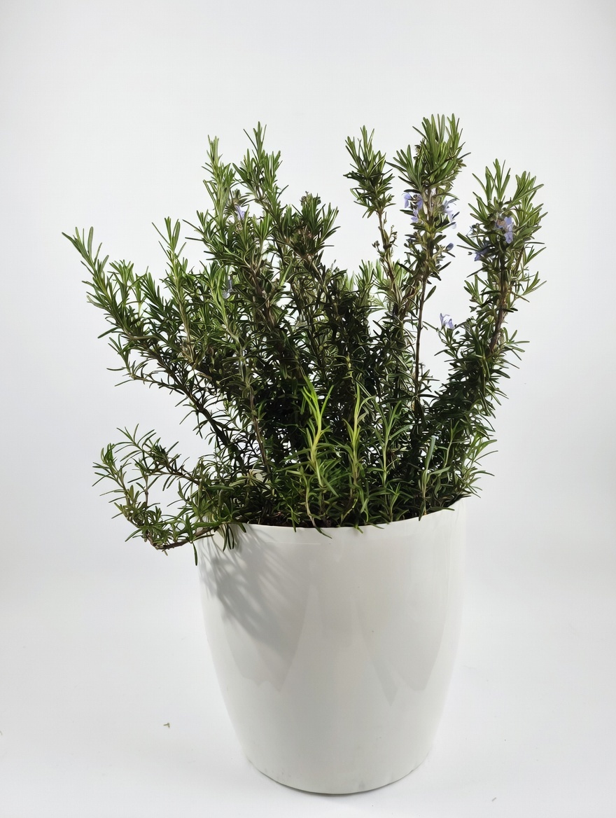 Δενδρολίβανο - Rosmarinus Οfficinalis