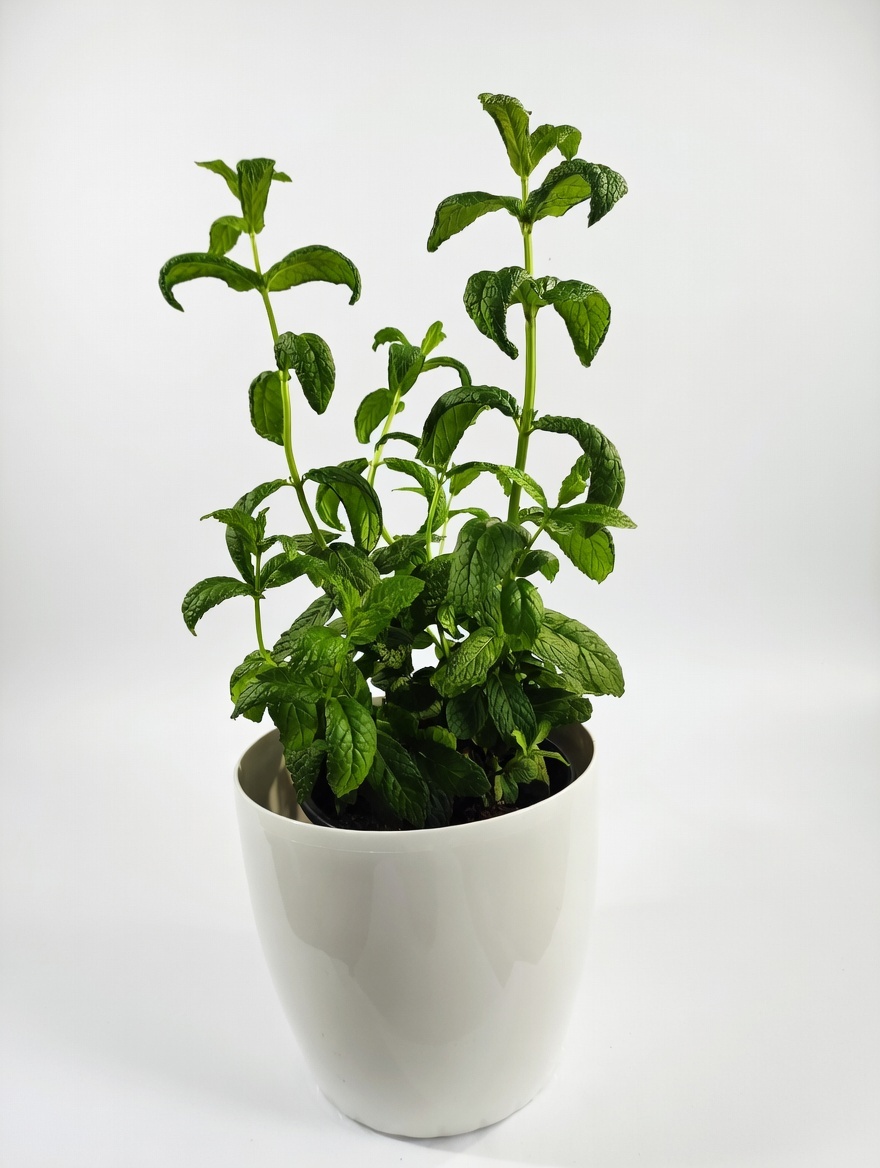 Δυόσμος - Mentha Spicata