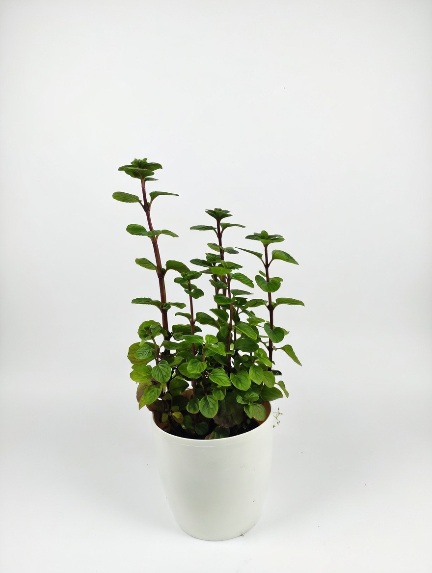 Μέντα - Mentha × Piperita