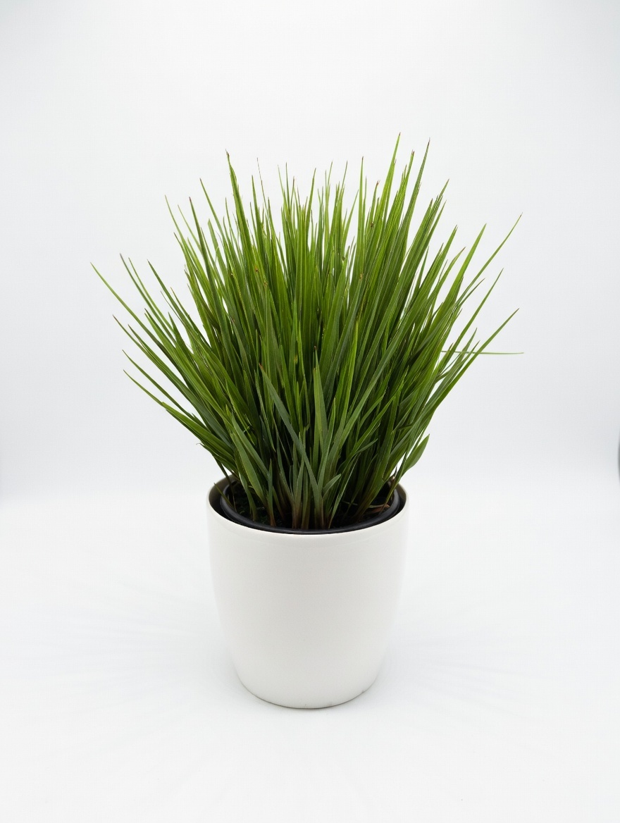 Ντανιέλα - Dianella