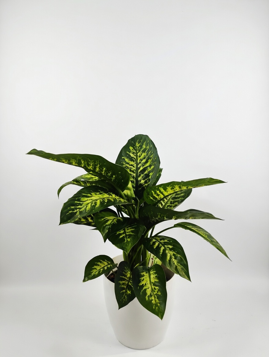 Ντιφεμπάχια - Dieffenbachia spp