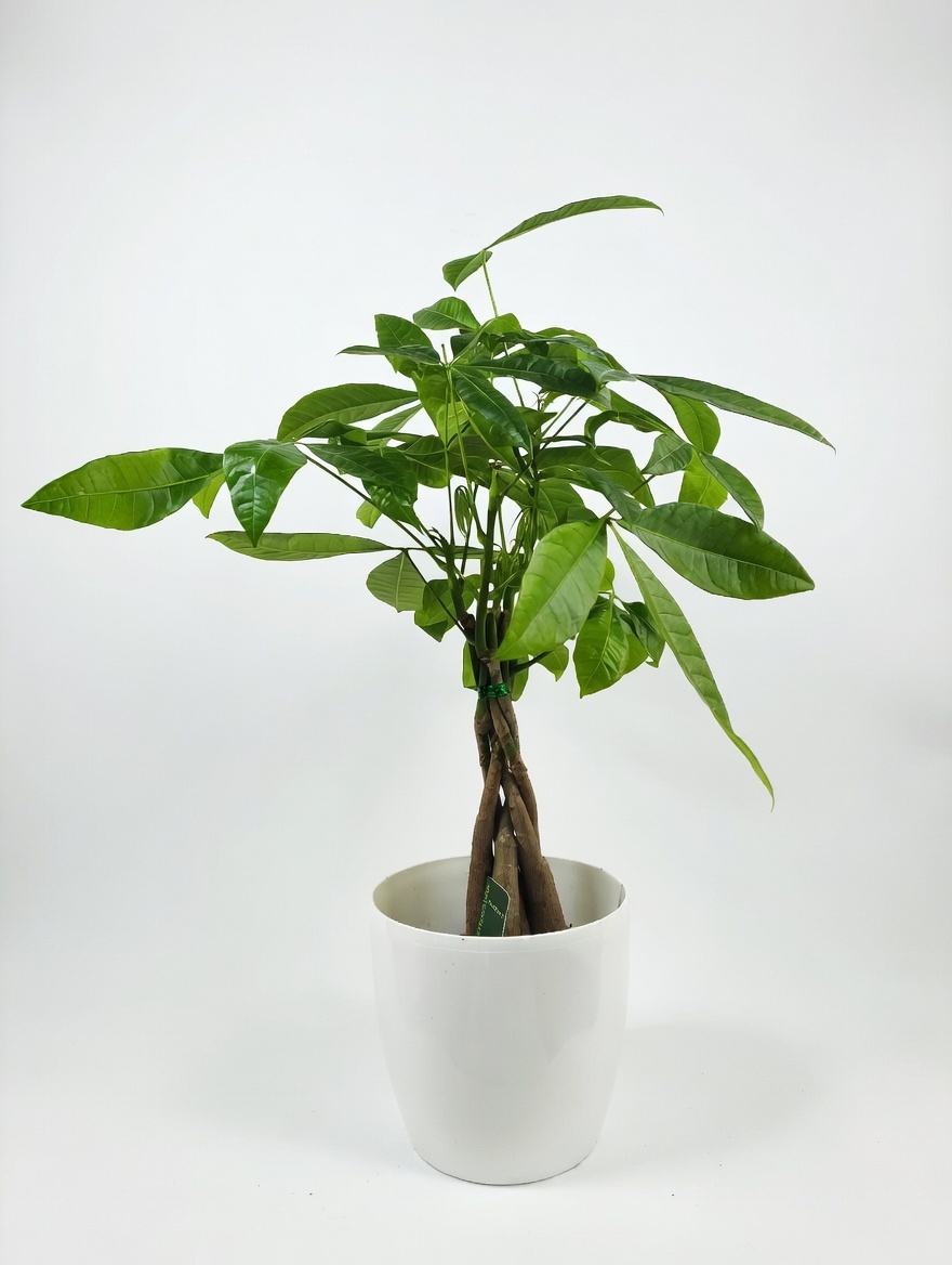 Παχύρα - Pachira Aquatica