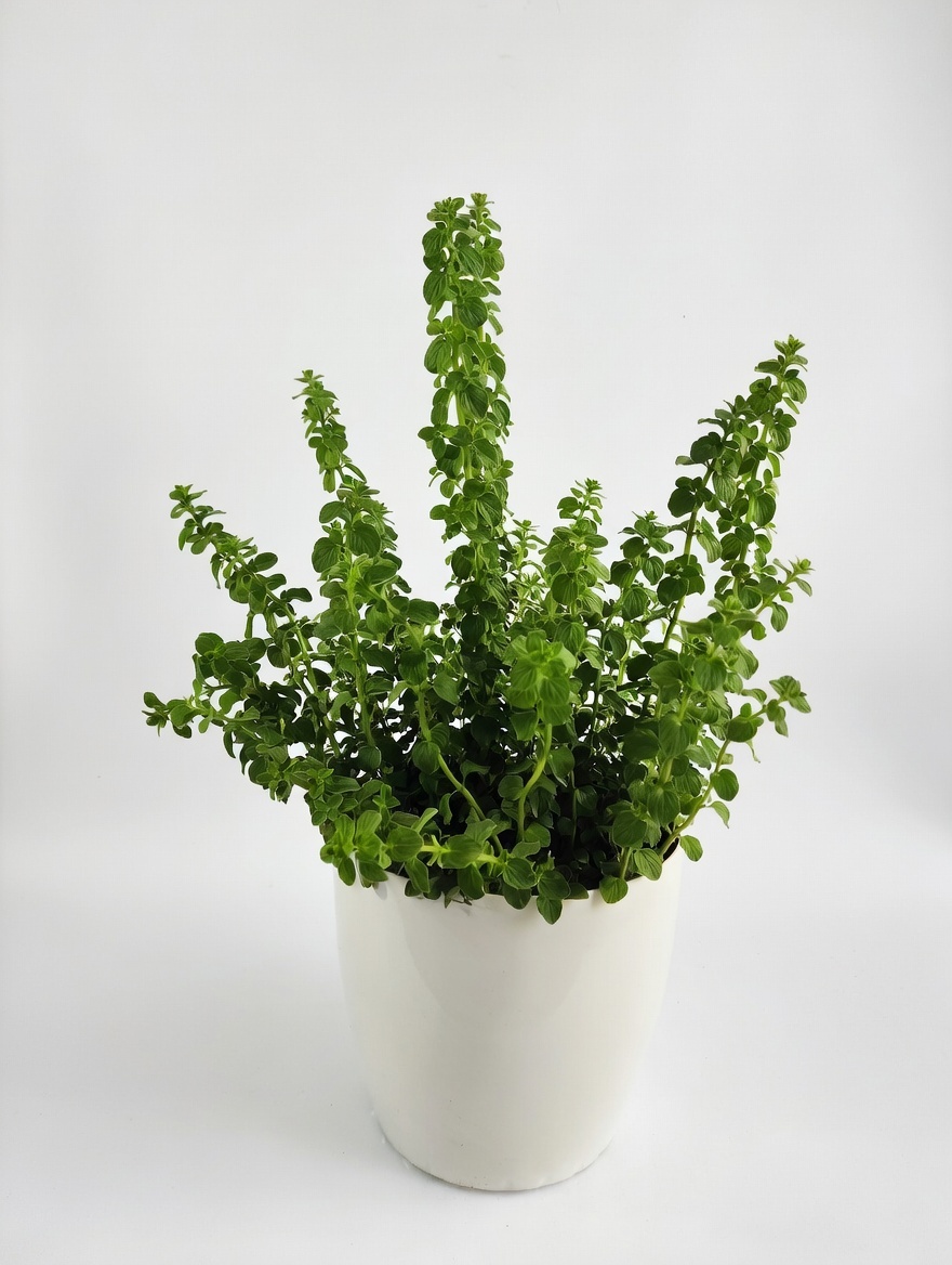 Ρίγανη - Origanum Vulgare