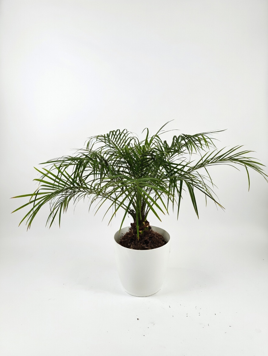 Ρομπελίνι - Phoenix Roebelenii