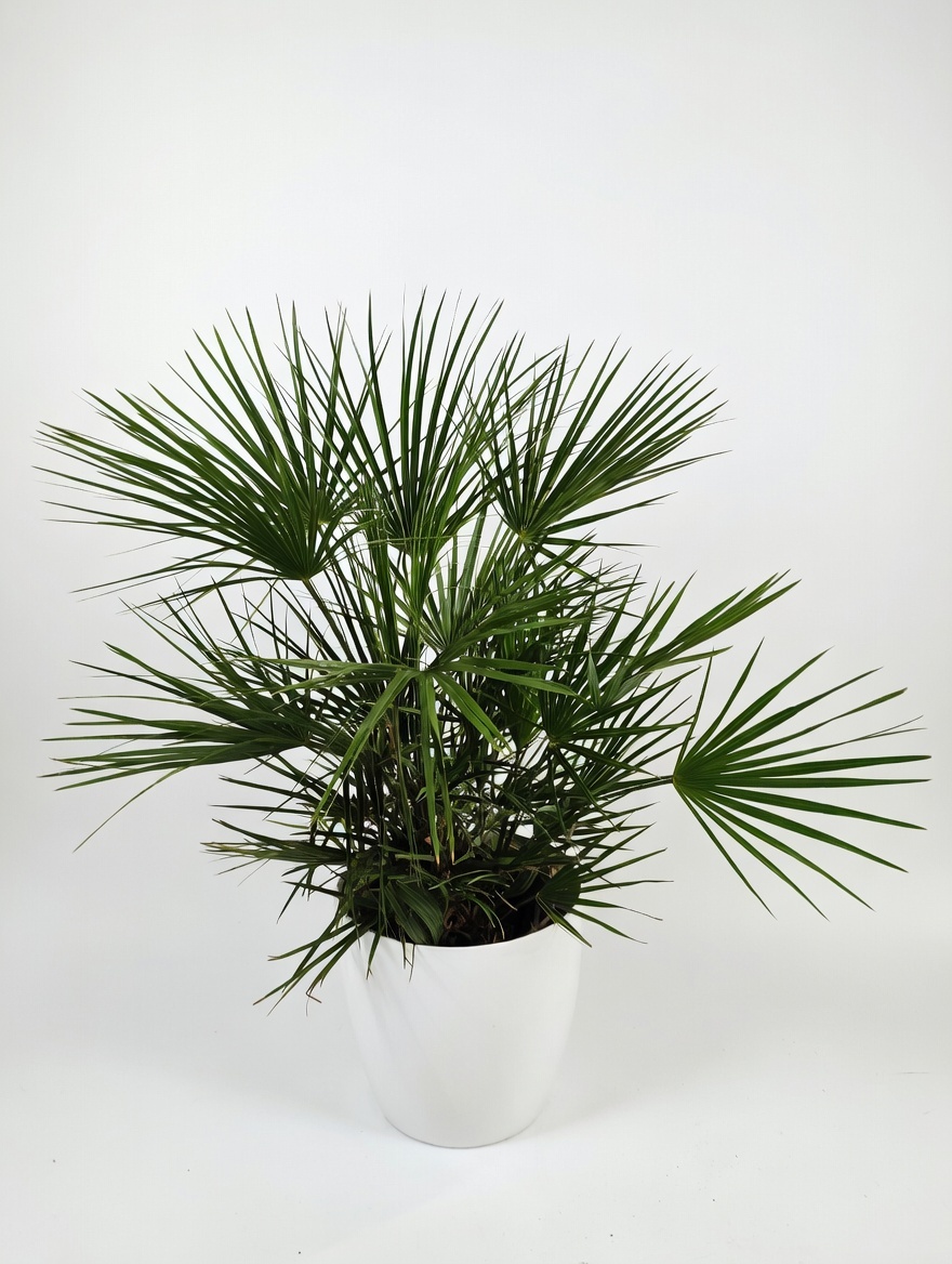 Χαμαίρωπας - Chamaerops Humilis