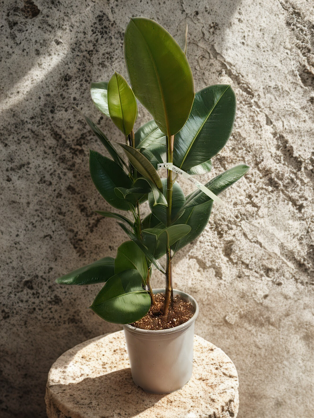 Φίκος ο Μικρόφυλλος - Ficus Nitida