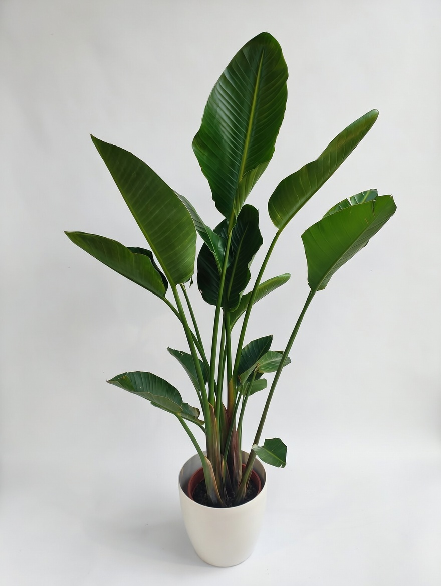 Στρελίτσια Νικολάι - Strelitzia Νicolai