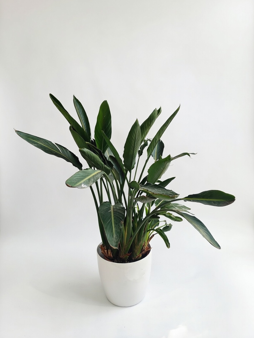 Στρελίτσια Ρεγγίνα - Strelitzia Reginae