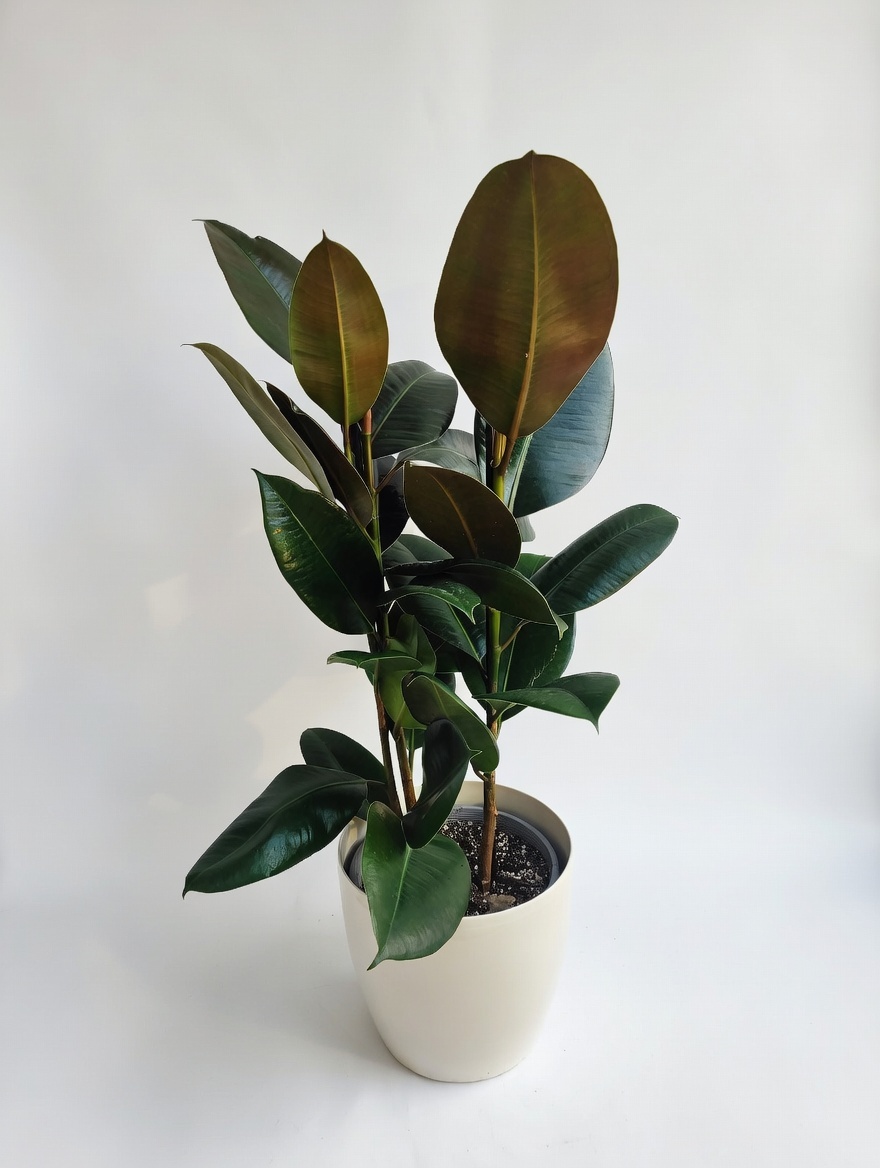 Φίκος Ελάστικα - Ficus Elastica "Robusta"