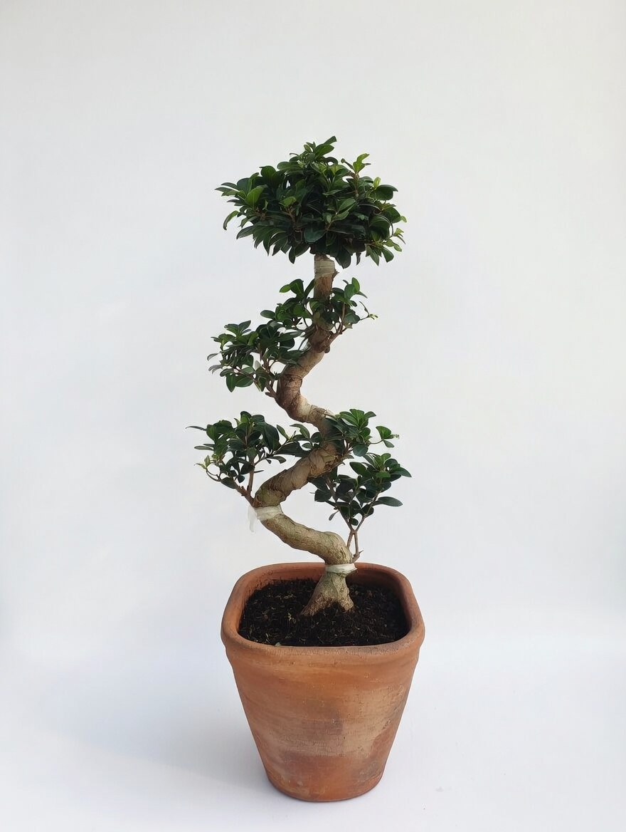 Φικος Τζίνσενγκ Μπονζάι - Ficus Ginseng Bonsai